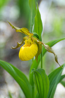 Yellow lady's slipper (Cypripedium calceolus)