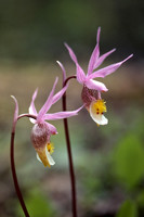 Calypso, also known as Fairy slipper or Venus's slipper (Calypso bulbosa)
