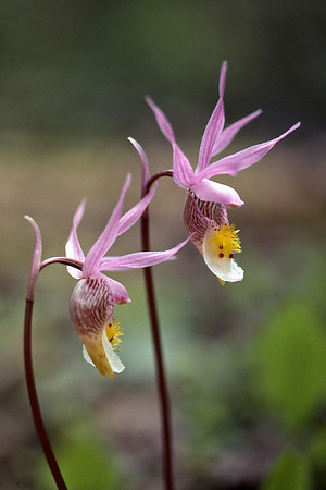 Calypso, also known as Fairy slipper or Venus's slipper (Calypso bulbosa)