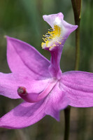 Grass pink, also know as Calopogon (Calopogon tuberosus)