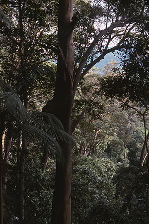 Lamington National Park, Queensland