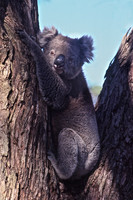 Koala, Flinders Chase National Park, Kangaroo Island, South Australia