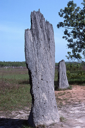 Termite mound, Kakadu National Park, Northern Territory