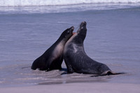 Sea lions at Seal Bay, Kangaroo Island, South Australia