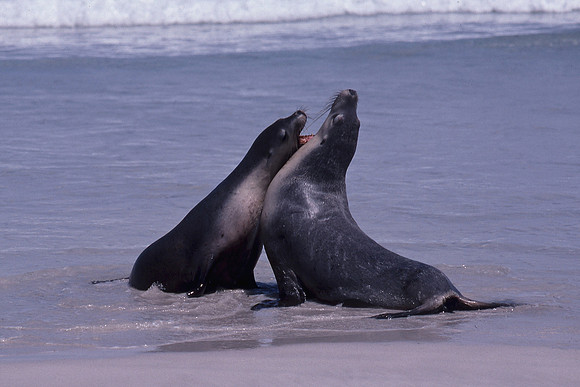 Sea lions at Seal Bay, Kangaroo Island, South Australia