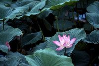 Lotus flower, Kakadu National Park, Northern Territory