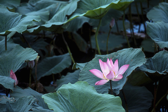 Lotus flower, Kakadu National Park, Northern Territory