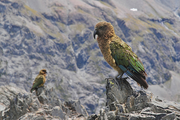 Keas on the summit of Avalanche Peak, Arthur's Pass National Park