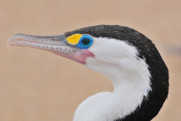 Pied shag, Crayfish Point, Heaphy Track