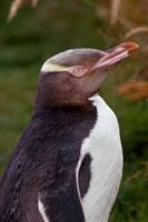 Yellow-Eyed Penguin, Otago Peninsula