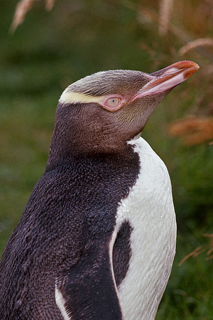 Yellow-Eyed Penguin, Otago Peninsula