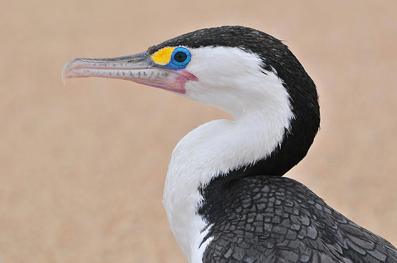 Pied shag, Crayfish Point, Heaphy Track