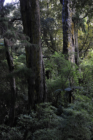 Rakiura Track, Stewart Island