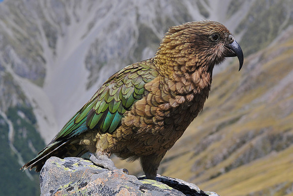 Kea on the summit of Avalanche Peak, Arthur's Pass National Park