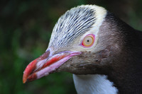 Yellow-Eyed Penguin, Otago Peninsula
