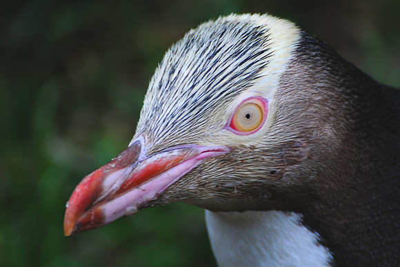 Yellow-Eyed Penguin, Otago Peninsula