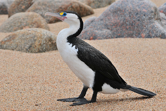Pied shag, Crayfish Point, Heaphy Track