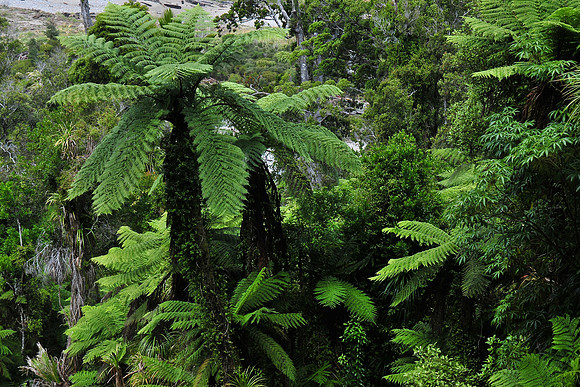Heaphy Track