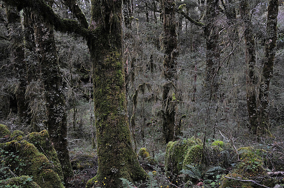 Heaphy Track