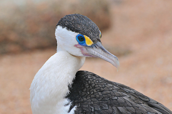 Pied shag, Crayfish Point, Heaphy Track
