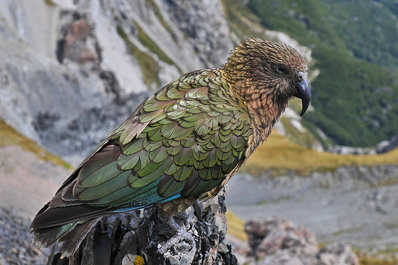 Kea on the summit of Avalanche Peak, Arthur's Pass National Park