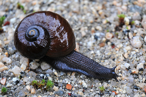 Carnivorous Snail (Powelliphanta), Heaphy Track