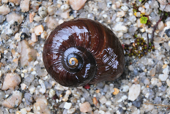 Carnivorous Snail (Powelliphanta), Heaphy Track