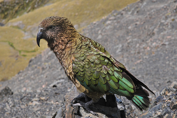 Kea on the summit of Avalanche Peak, Arthur's Pass National Park