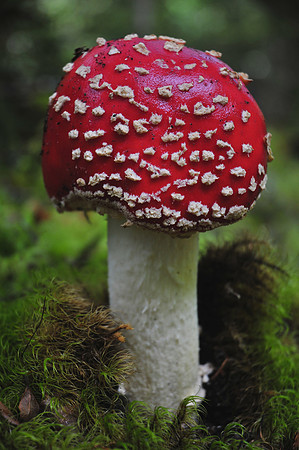 Fly agaric (Amanita muscaria), Sabine Valley, Nelson Lakes National Park