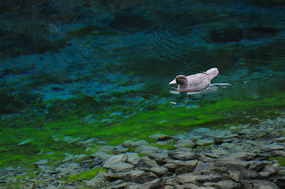 Blue Duck on Blue Lake, Nelson Lakes National Park