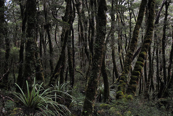 Heaphy Track