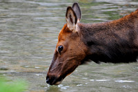Elk, Rocky Mountain National Park