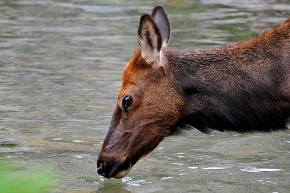 Elk, Rocky Mountain National Park