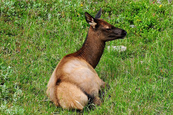 Elk calf, Rocky Mountain National Park