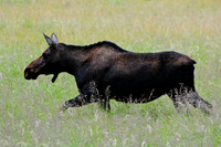 Moose, Rocky Mountain National Park