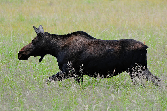Moose, Rocky Mountain National Park