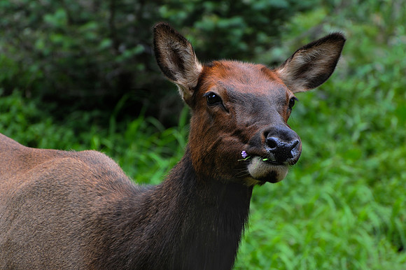 Elk, Rocky Mountain National Park