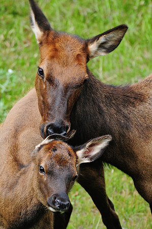 Elk and calf, Rocky Mountain National Park