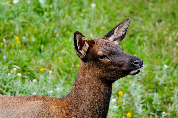 Elk calf, Rocky Mountain National Park