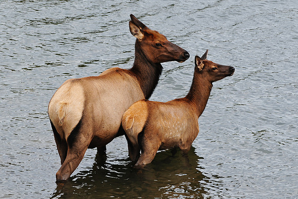 Elk and calf, Rocky Mountain National Park