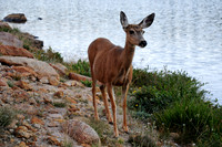 Mule deer, Lawn Lake, Rocky Mountain National Park