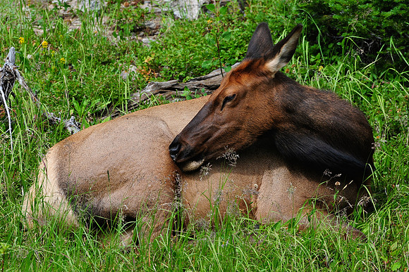 Elk, Rocky Mountain National Park