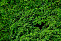 Kuilau Ridge Trail, Kauai