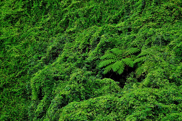 Kuilau Ridge Trail, Kauai