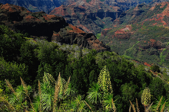 Waimea Canyon, Kauai