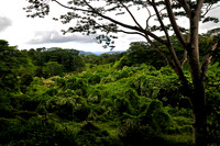 Kuilau Ridge Trail, Kauai