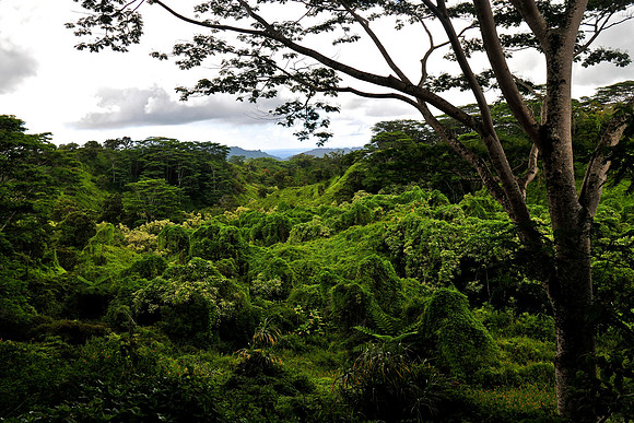 Kuilau Ridge Trail, Kauai