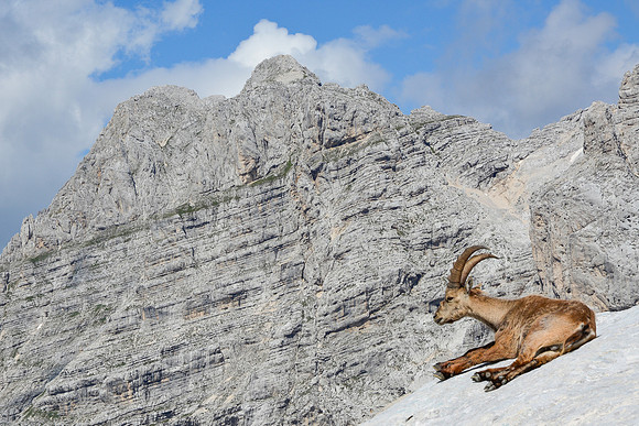 An ibex admires the view of Planja from Bovski Gamsovec's north ridge