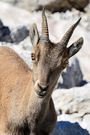 Ibex on the Prag Route