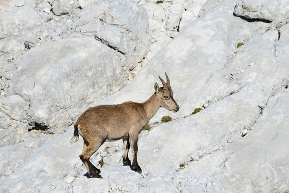 Ibex on the Prag Route